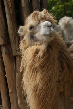 bactrian deve - camelus bactrianus