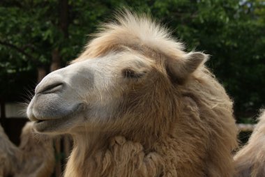 bactrian deve - camelus bactrianus
