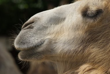 bactrian deve - camelus bactrianus