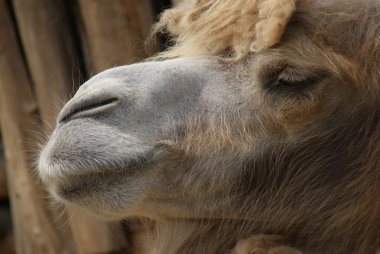 bactrian deve - camelus bactrianus