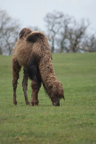 Kétpúpú teve - Camelus bactrianus — Stock Fotó