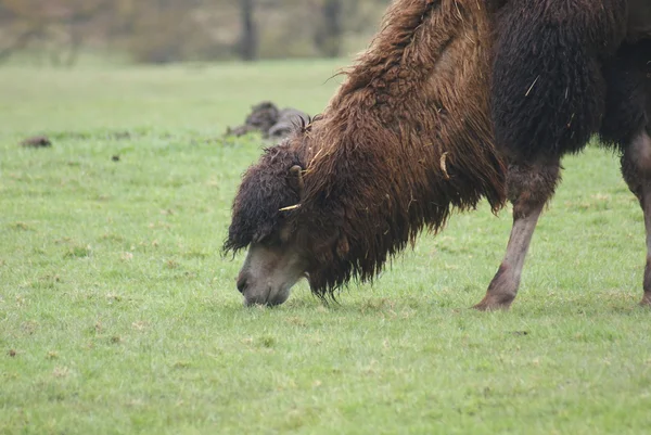 Καμήλα βακτριανό - camelus bactrianus — Φωτογραφία Αρχείου