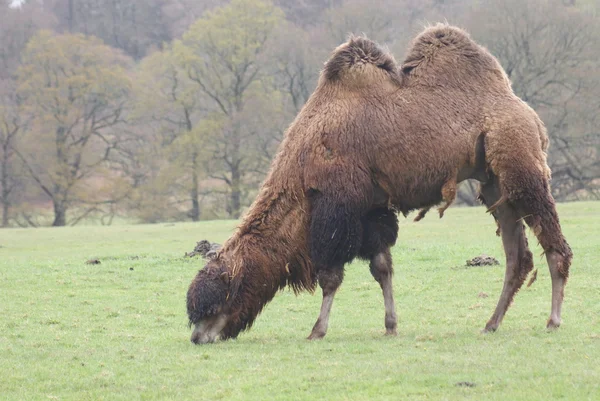 Двогорбий верблюд - Camelus bactrianus — стокове фото