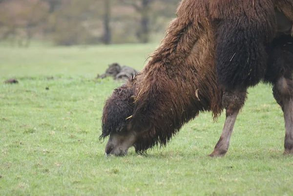 Bactrian Camel - Camelus bactrianus — Stock Photo, Image