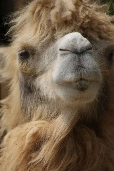 Wielbłąd dwugarbny - camelus bactrianus — Zdjęcie stockowe