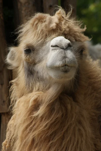 Baktriska kamelen - camelus bactrianus — Stockfoto