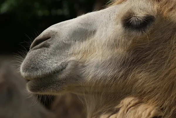 Wielbłąd dwugarbny - camelus bactrianus — Zdjęcie stockowe