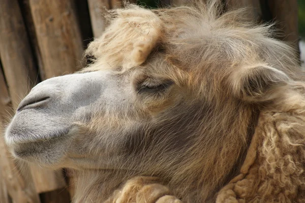 Baktriska kamelen - camelus bactrianus — Stockfoto