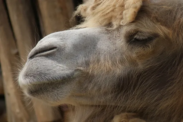 Bactrian Camel - Camelus bactrianus — Stock Photo, Image