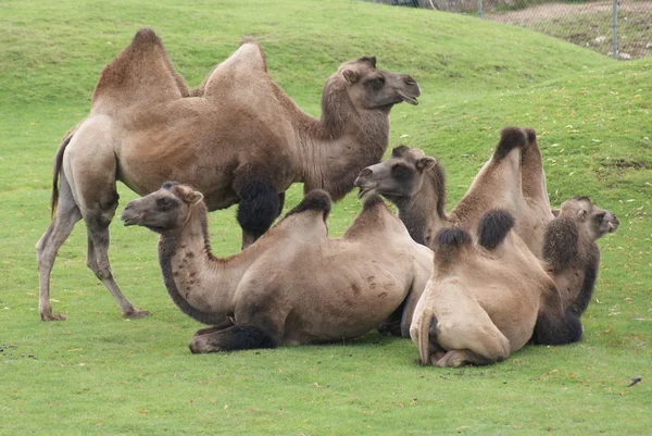 Camello bactriano - Camelus bactrianus — Foto de Stock