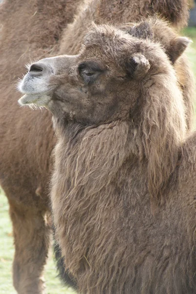 Camello bactriano - Camelus bactrianus — Foto de Stock