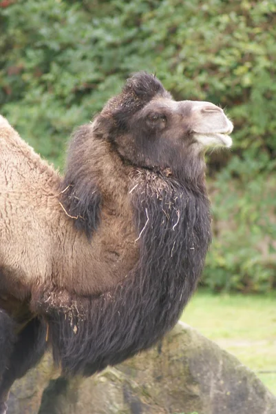 Dvouhrbý - camelus bactrianus — Stock fotografie