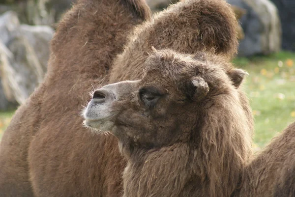 Camello bactriano - Camelus bactrianus — Foto de Stock