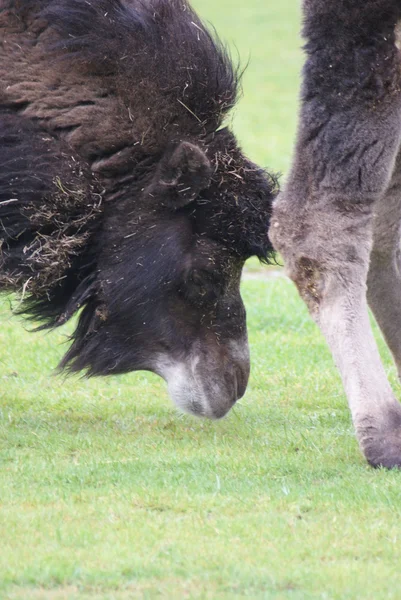 Bactrian Camel - Camelus bactrianus — Stock Photo, Image