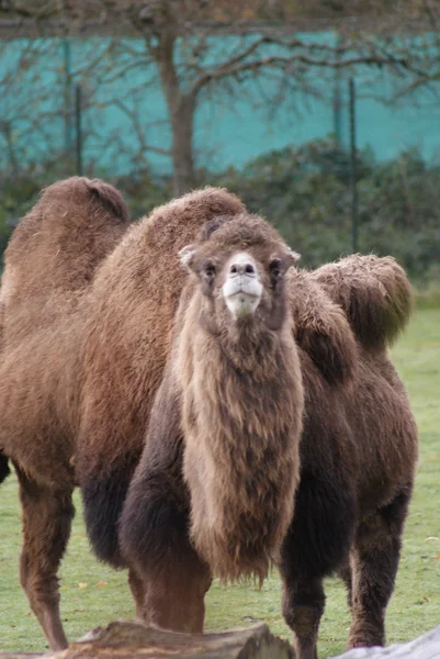 Camello bactriano - Camelus bactrianus — Foto de Stock