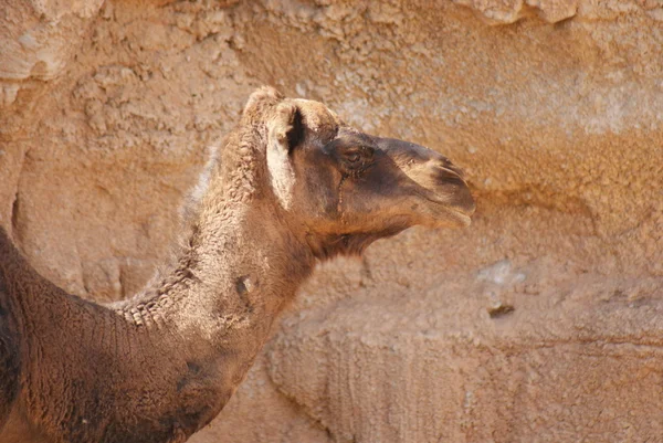 Camel dromadaire - Camelus dromedarius — Photo