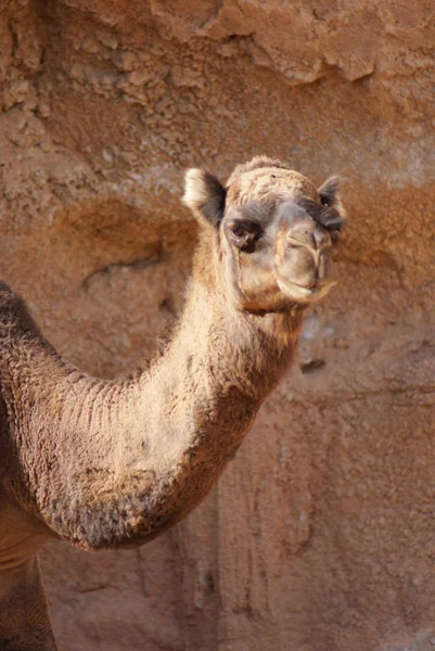 Dromedario Cammello Camelus dromedarius — Foto Stock