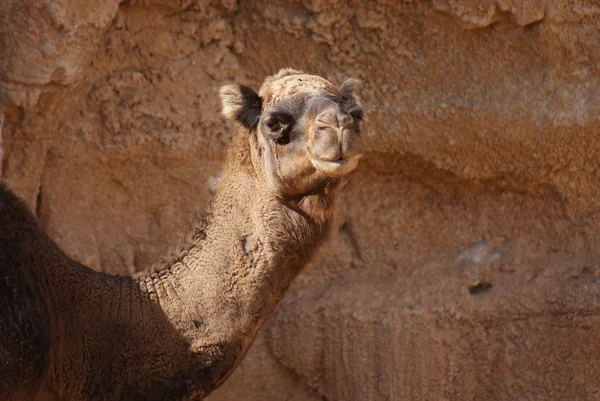 Camello dromedario - Camelus dromedarius —  Fotos de Stock