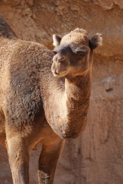 Camello dromedario - Camelus dromedarius —  Fotos de Stock