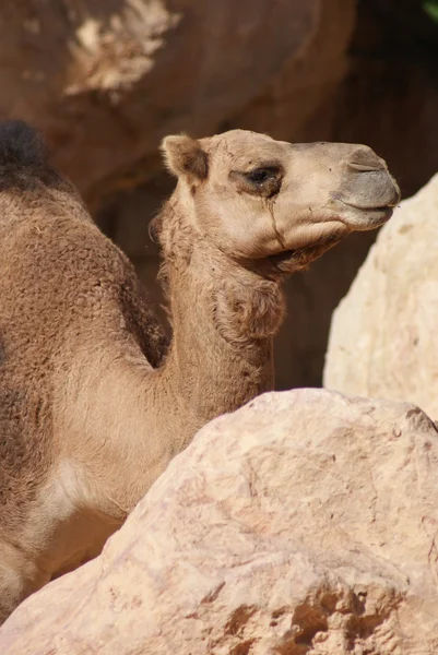 Wielbłąd dromader - camelus dromaderka — Zdjęcie stockowe