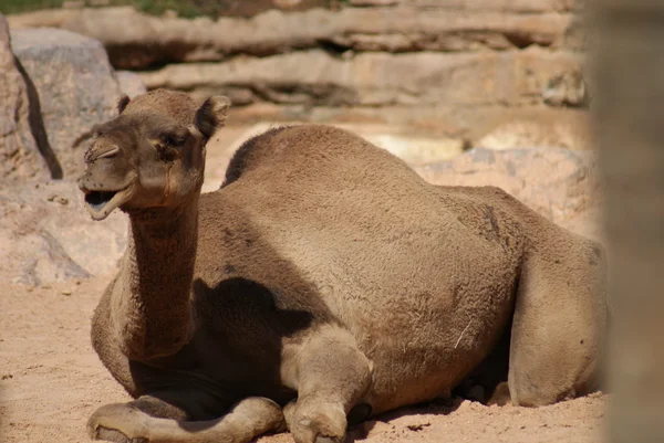 Dromedario Cammello Camelus dromedarius — Foto Stock