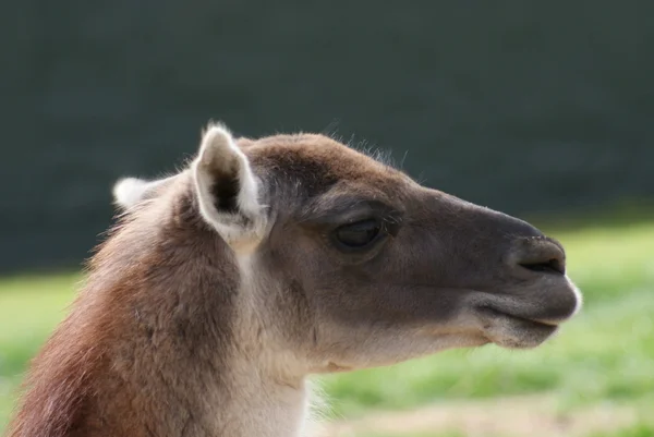 Guanaco - Lama guanicoe — Stock Fotó