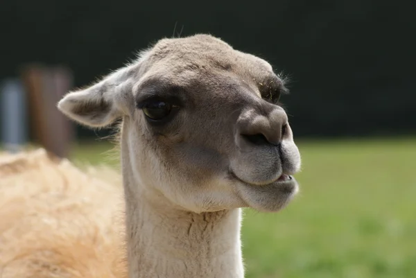 Guanaco - Lama guanicoe — Foto Stock