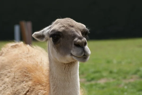 Guanaco - Lama guanicoe — Stockfoto