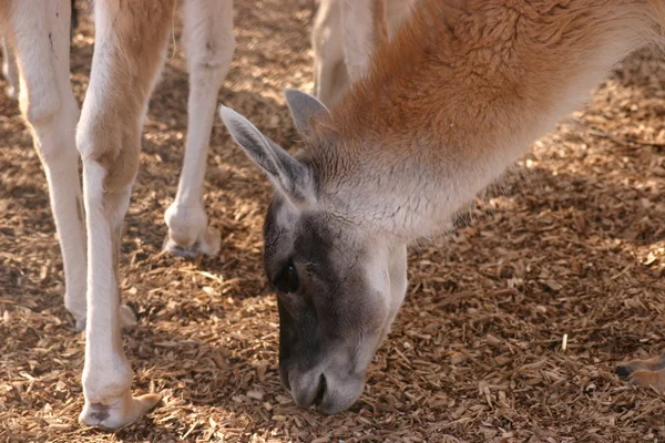 Guanaco - Lama guanicoe — Foto de Stock