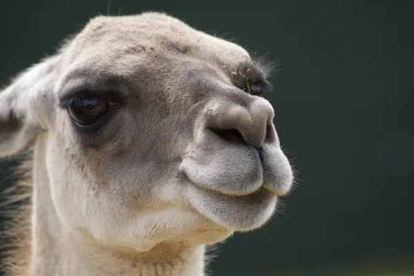 Guanaco - Lama-Guanicoe Stockbild