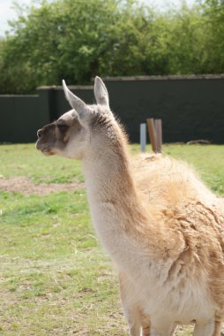 çok - lama guanicoe