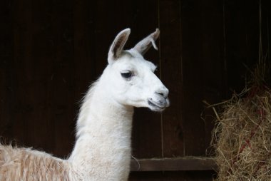 Lama - lama glama