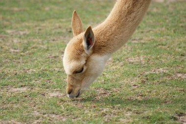Vicuna - Vicugna vicugna