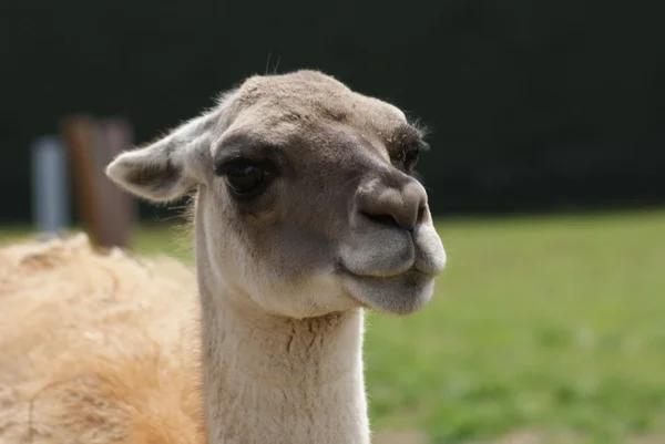 Guanaco - Lama guanicoe — Foto Stock