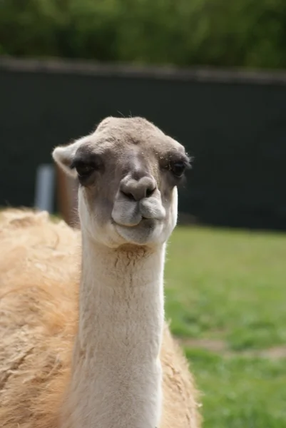 Çok - lama guanicoe — Stok fotoğraf