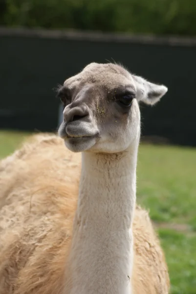 Guanaco - Lama guanicoe — Fotografia de Stock