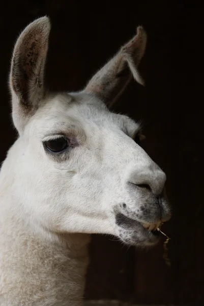 Llama - Lama glama — Foto de Stock