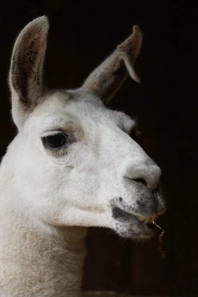 Lama - Lama glama — Foto Stock