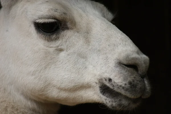 Lama - Lamy glama — Zdjęcie stockowe