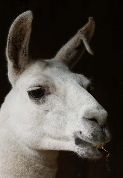 Lama - Lama glama — Foto Stock