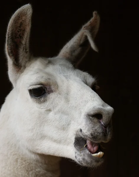 Lama - lama glama — Stockfoto