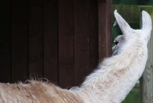 Llama - Lama glama — Foto de Stock