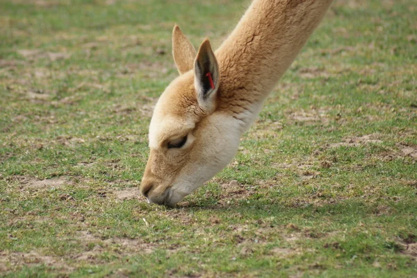 Vicuña - vicugna vicugna — Foto de Stock