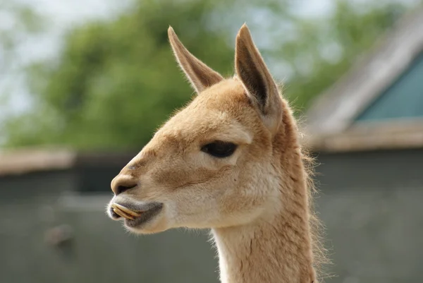 Vicuña - vicugna vicugna — Stockfoto