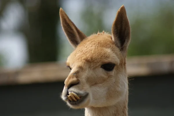 Vicuña - vicugna vicugna — Stockfoto