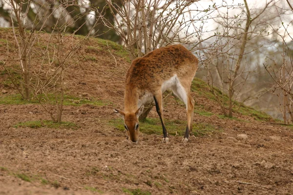 Cervo cornuto - Rucervus eldii — Foto Stock