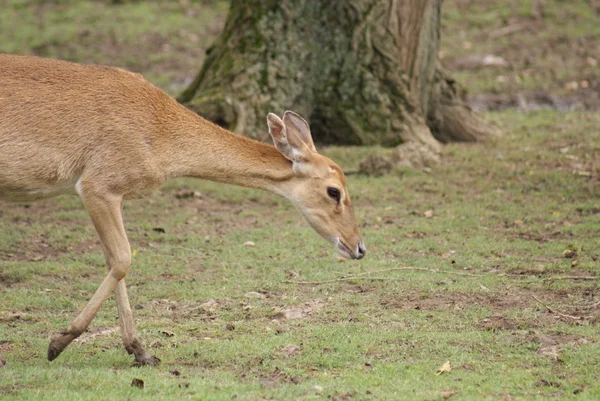 Wenkbrauw-antlered herten - rucervus eldii — Stockfoto