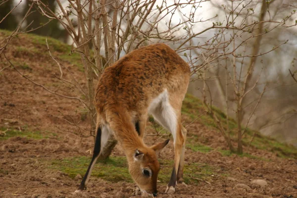 Obočí praskalo jelen - rucervus eldii — Stock fotografie