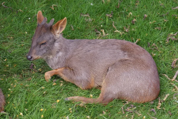 Chilijski pudu - pudu puda — Zdjęcie stockowe