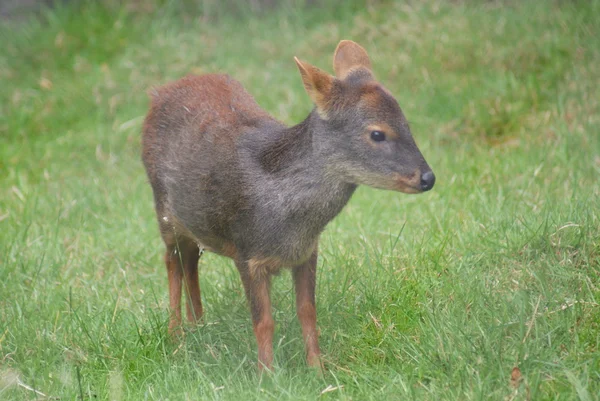 Chileense pudu - pudu puda — Stockfoto